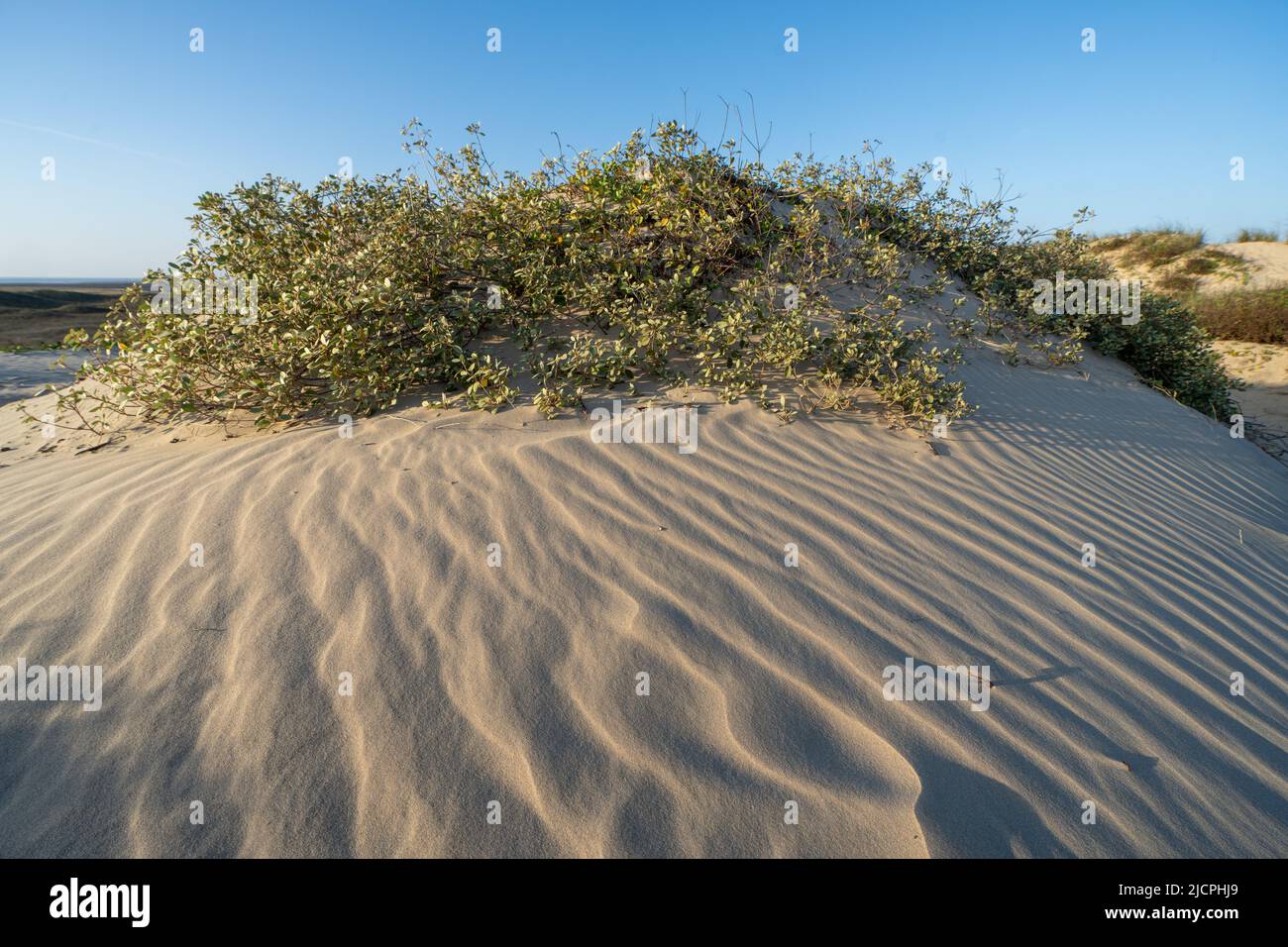 Gulf Croton, Croton punctatus, également appelé thé de plage, croissant sur les foredunes de South Padre Island, Texas. Banque D'Images