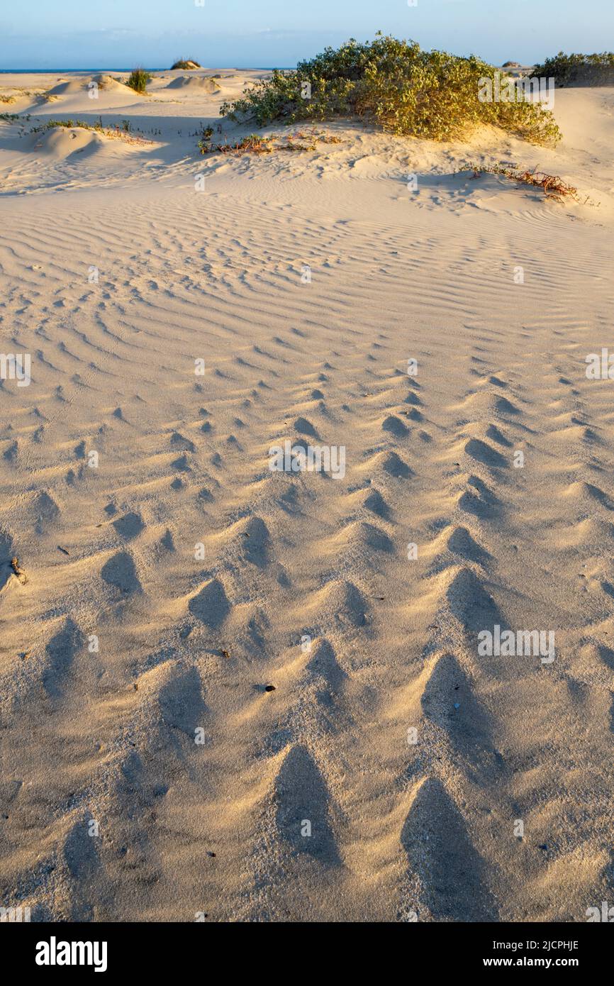 Ondulations sur les foredunes de South Padre Island, Texas. Banque D'Images