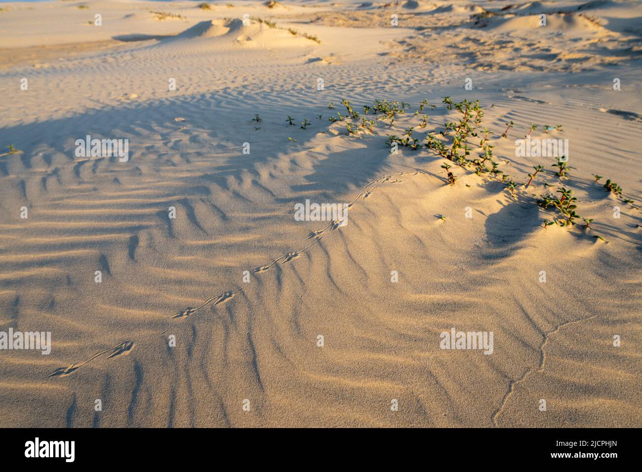 Des motifs d'ondulation et des pistes d'oiseaux sur les foredunes de South Padre Island, Texas. Banque D'Images