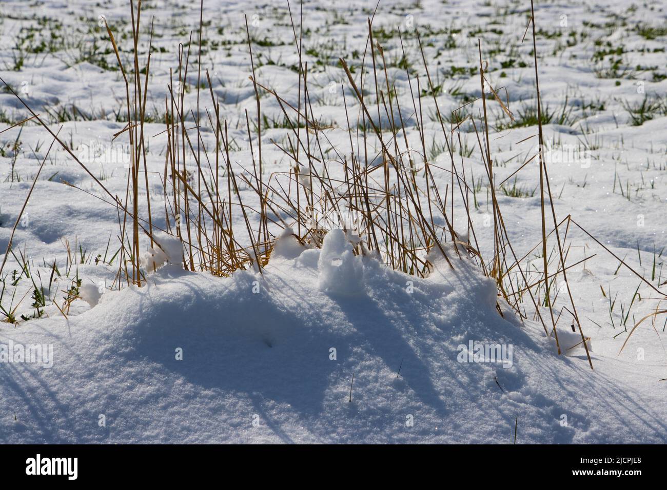 Herbe de roseau de plumes brun sec dans la neige Banque D'Images