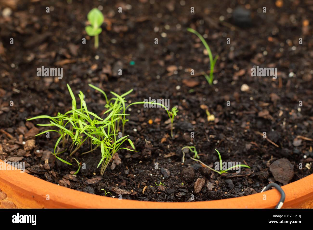 petites plantes vertes de l'aneth sur terre dans une casserole en céramique Banque D'Images