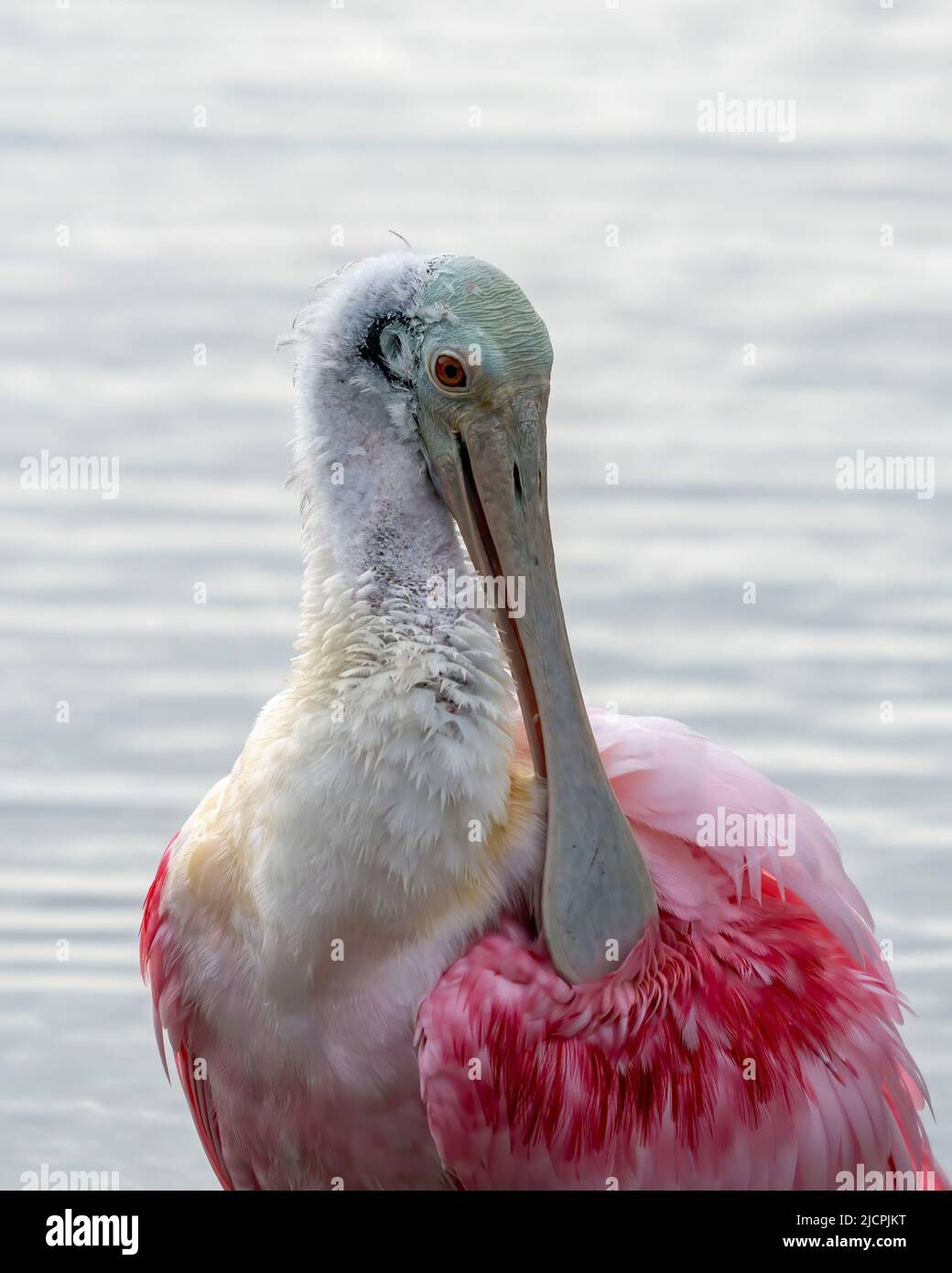 Portrait d'un Roseate Spoonbill, Platalea ajaja, dans un marais humide. South Padre Island Birding Center, Texas. Banque D'Images