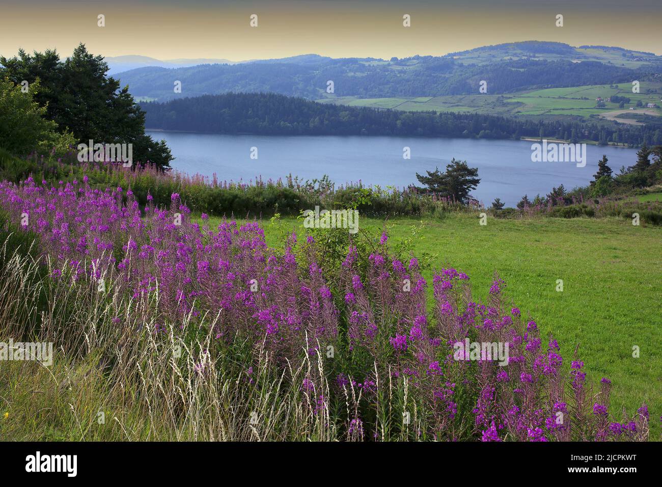 France, Ardèche Lac Issarles d'origine volcanique, epilobium Banque D'Images