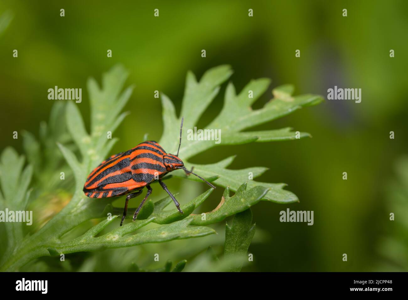 Un insecte rayé (Graphosoma italicum, Pentatomidae) assis sur une feuille verte, jour ensoleillé au printemps, Vienne (Autriche) Banque D'Images