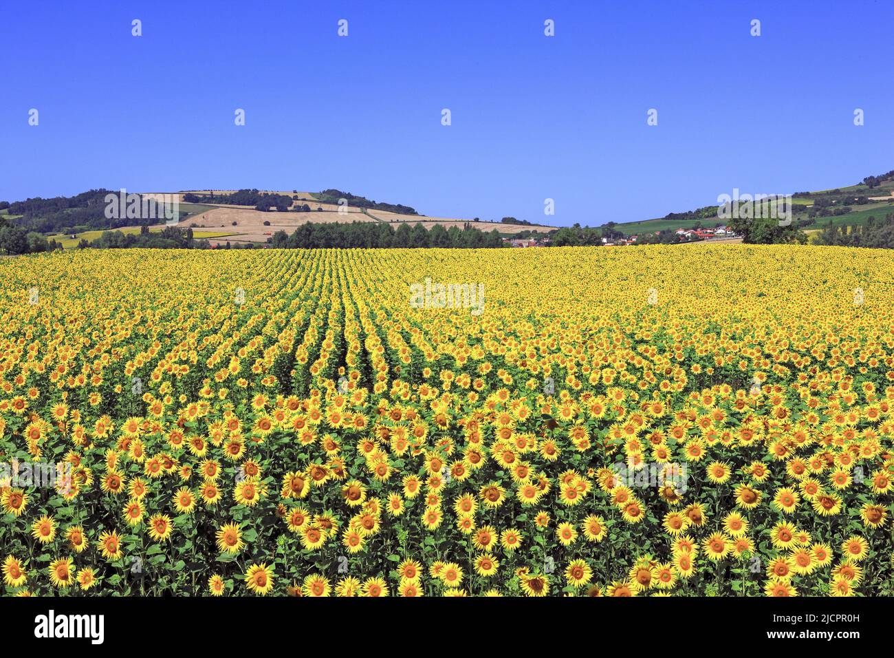 France, champ du Puy-de-Dome Sunflowers, paysage du Parc du Livradois Banque D'Images