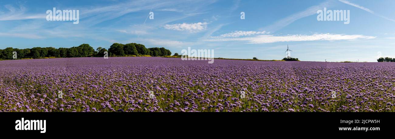 Cornwall, Royaume-Uni, 15/06/2022, champs de cornouailles Phacelia, classé parmi les 20 meilleures fleurs de production de miel pour les abeilles crédit: kathleen White/Alamy Live News Banque D'Images
