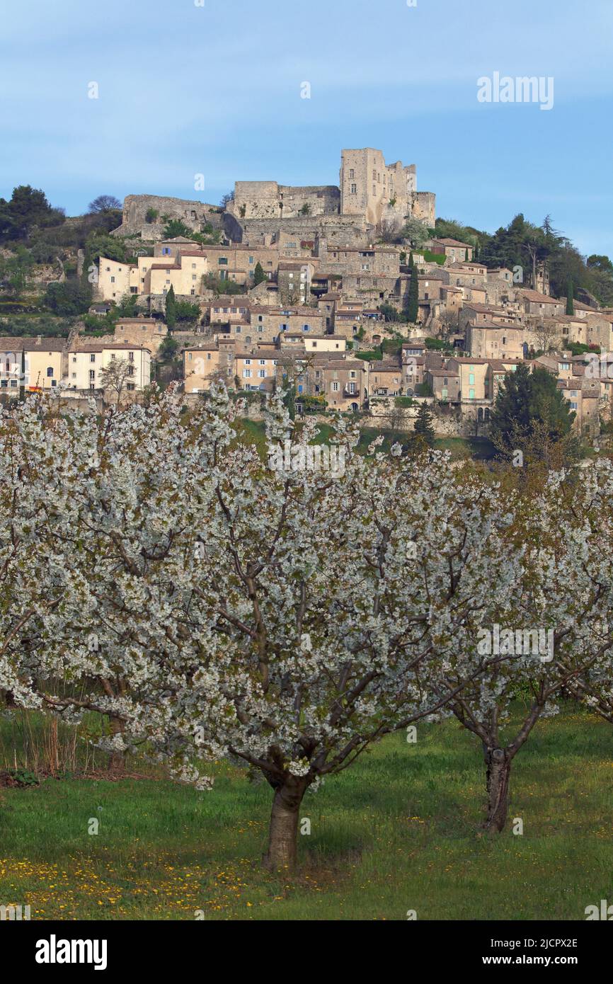 France, Vaucluse Lacoste, village dans le parc naturel régional du Luberon, verger de cerisiers en fleurs Banque D'Images