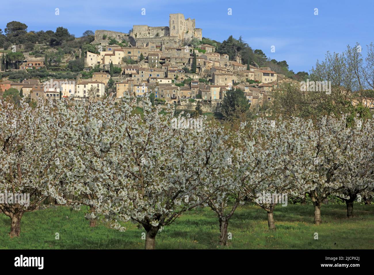 France, Vaucluse Lacoste, village dans le parc naturel régional du Luberon, verger de cerisiers en fleurs Banque D'Images