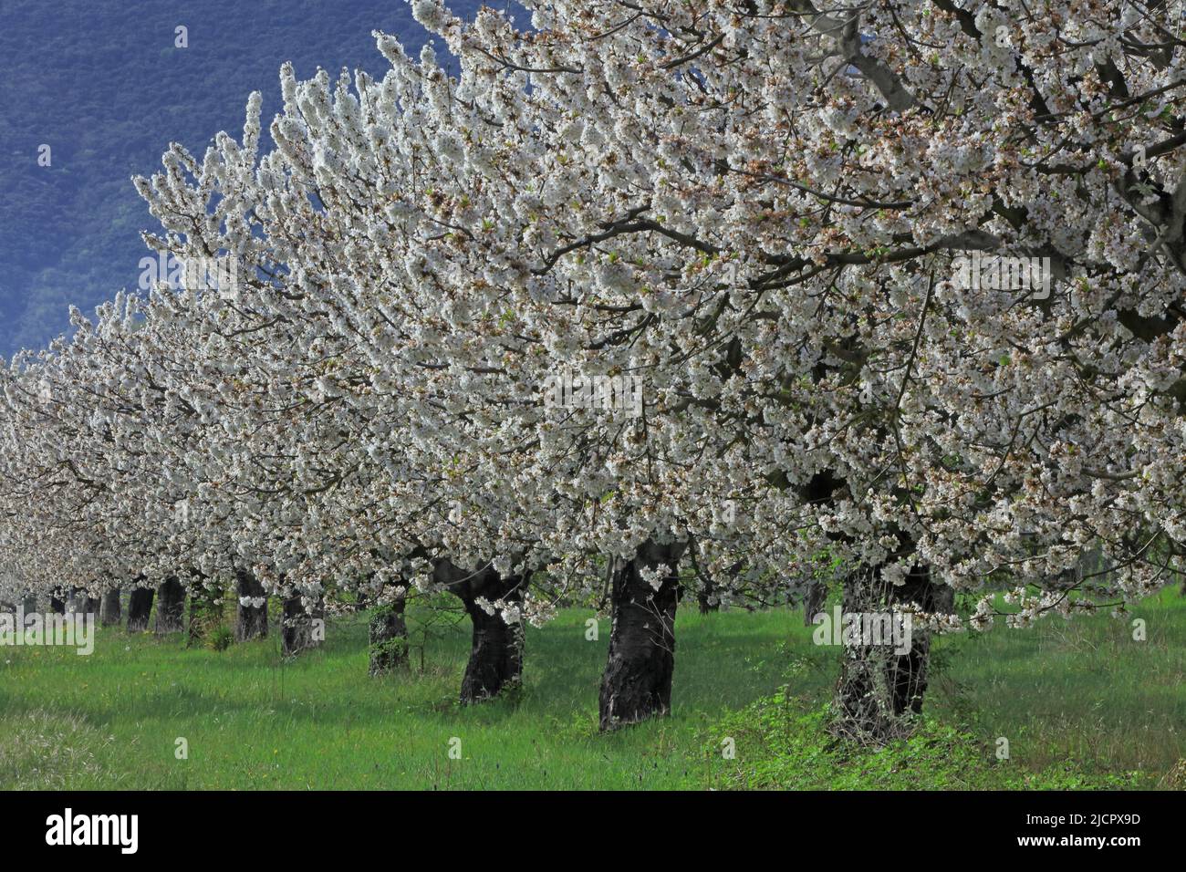 France, Vaucluse; verger de cerisier en fleur Banque D'Images