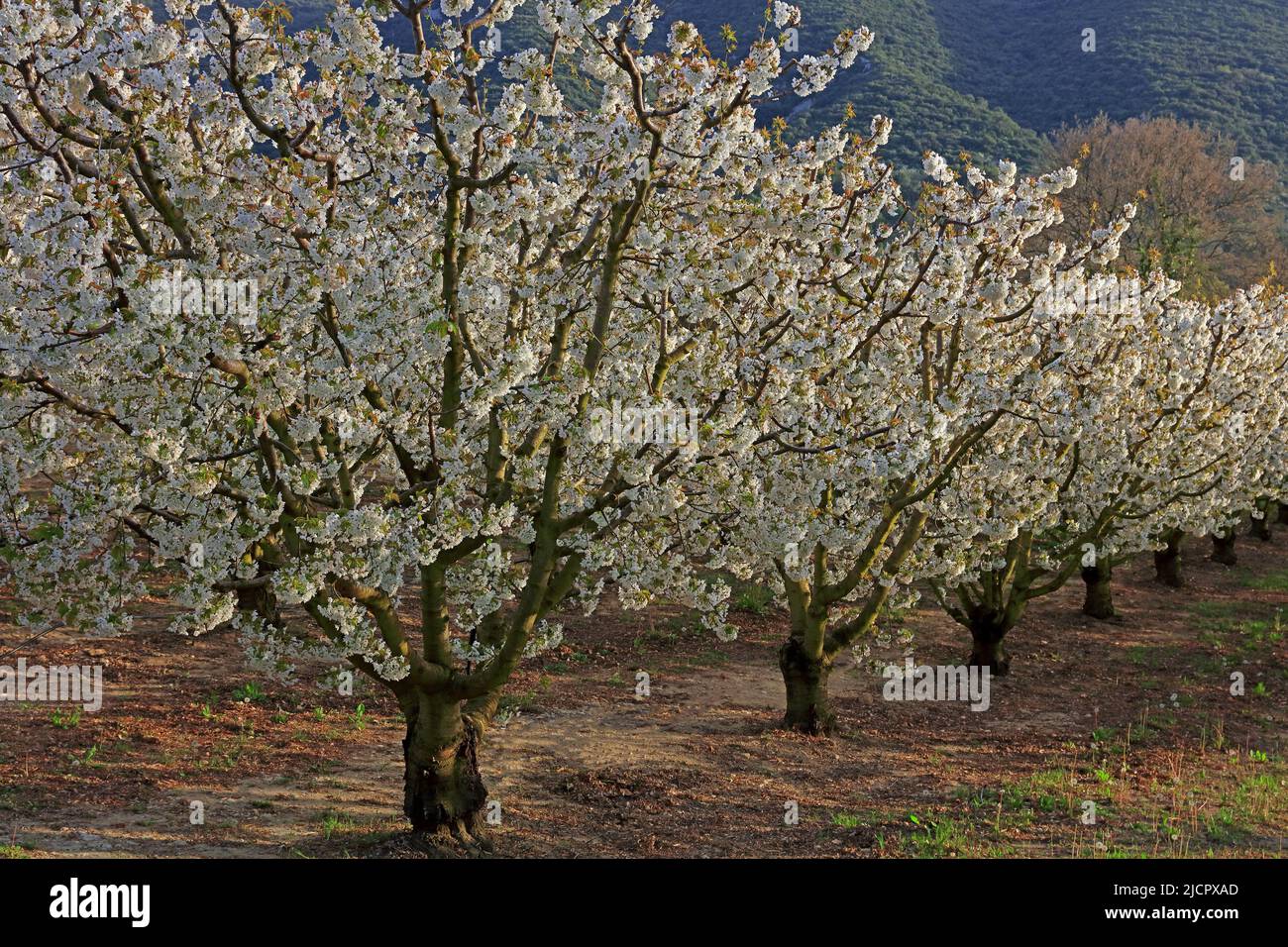 France, Vaucluse; verger de cerisier en fleur Banque D'Images
