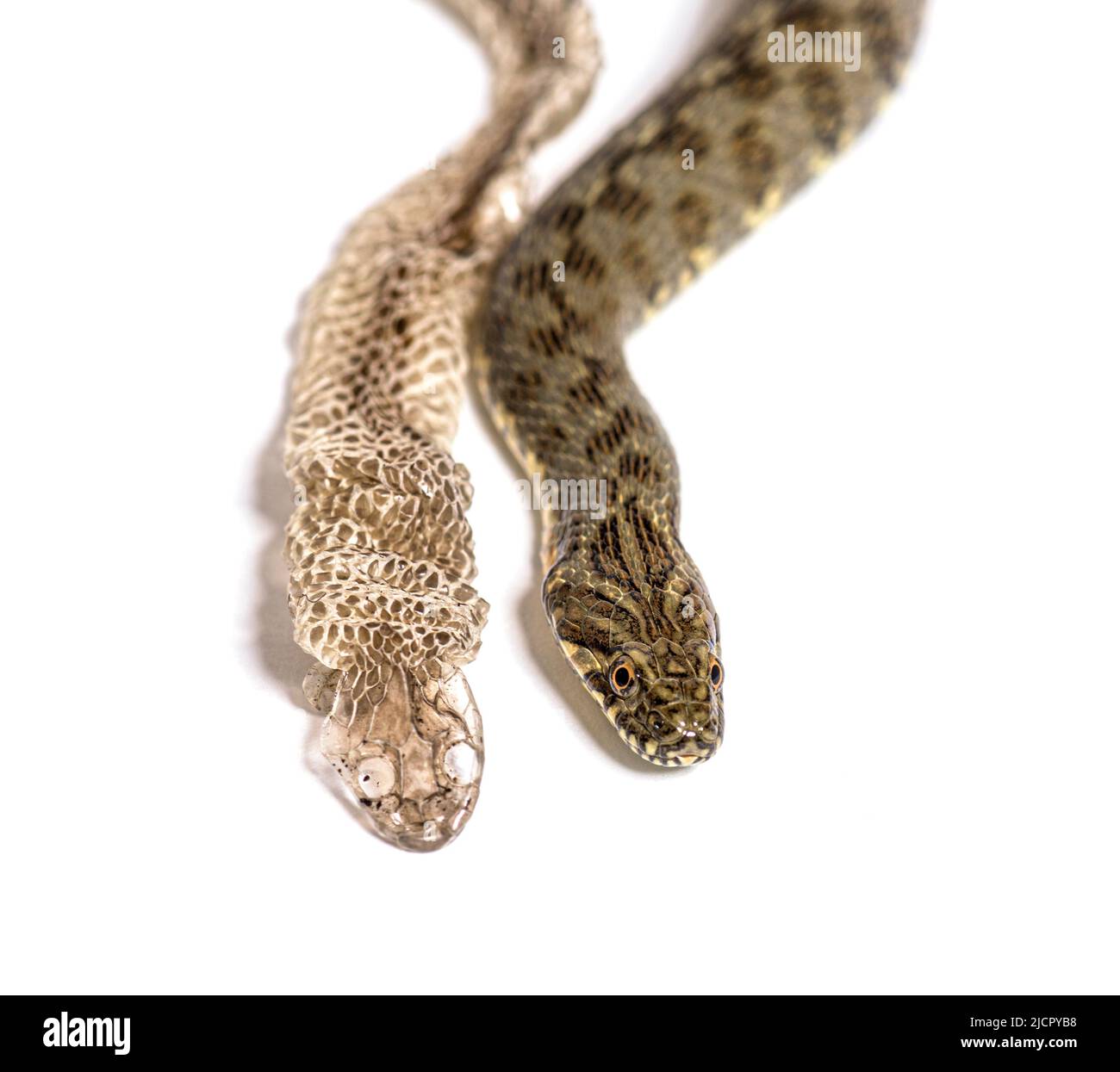 Serpent d'eau Viperine, Natrix maura, peau de excrétion mue UK, Shed ou Molt, serpent non venimeux et semi-aquatique, isolé sur blanc Banque D'Images