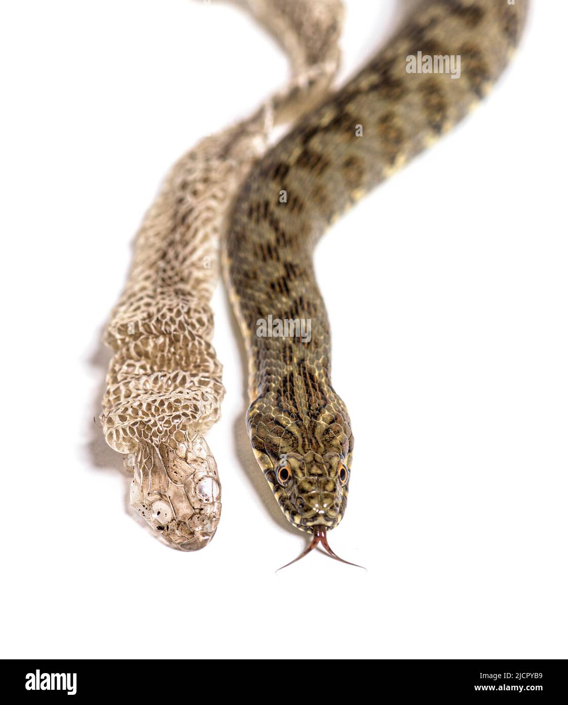 Serpent d'eau Viperine, Natrix maura, peau de excrétion mue UK, serpent non venimeux et semi-aquatique, isolé sur blanc Banque D'Images