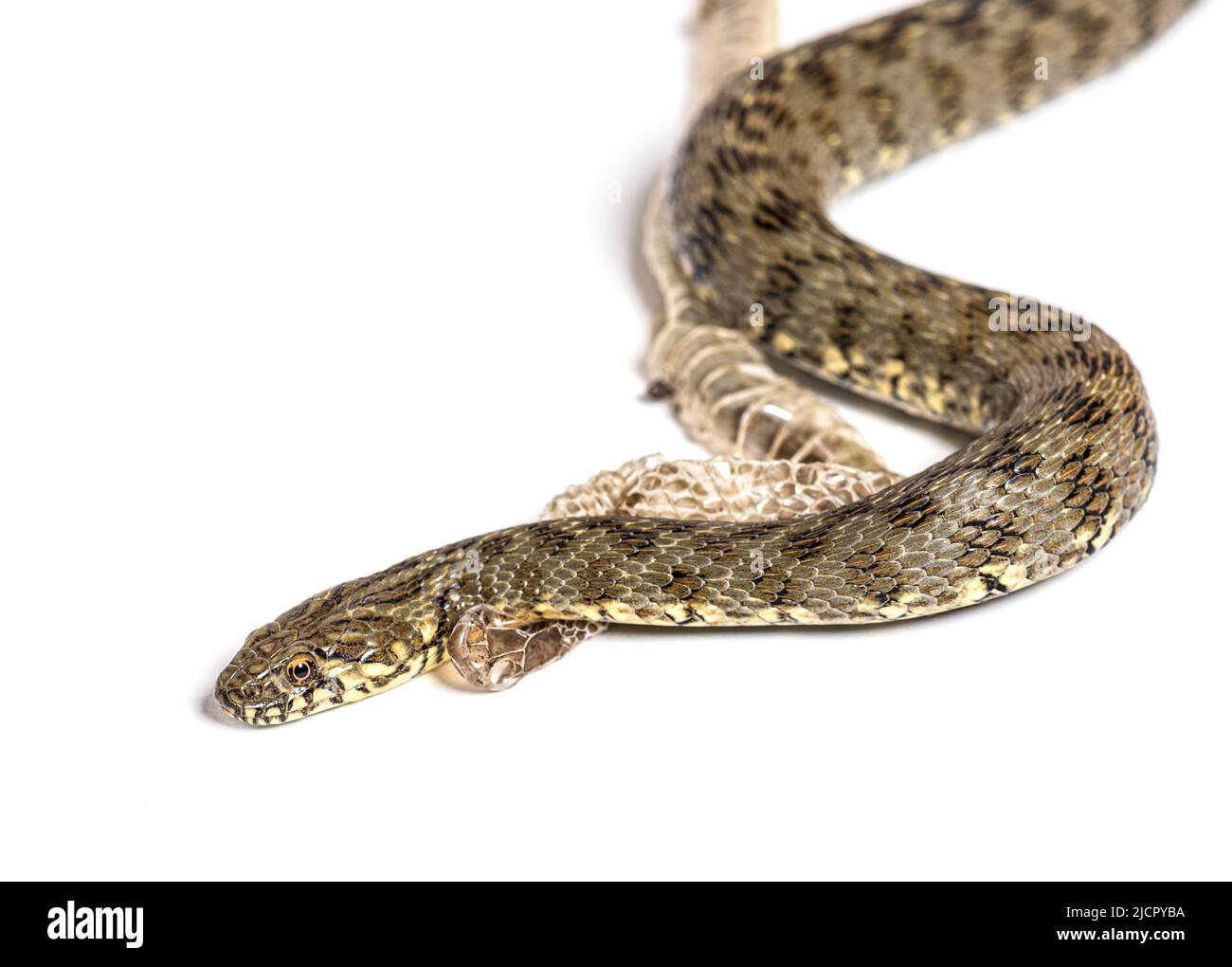Serpent d'eau Viperine, Natrix maura, peau de excrétion mue UK, serpent non venimeux et semi-aquatique, isolé sur blanc Banque D'Images