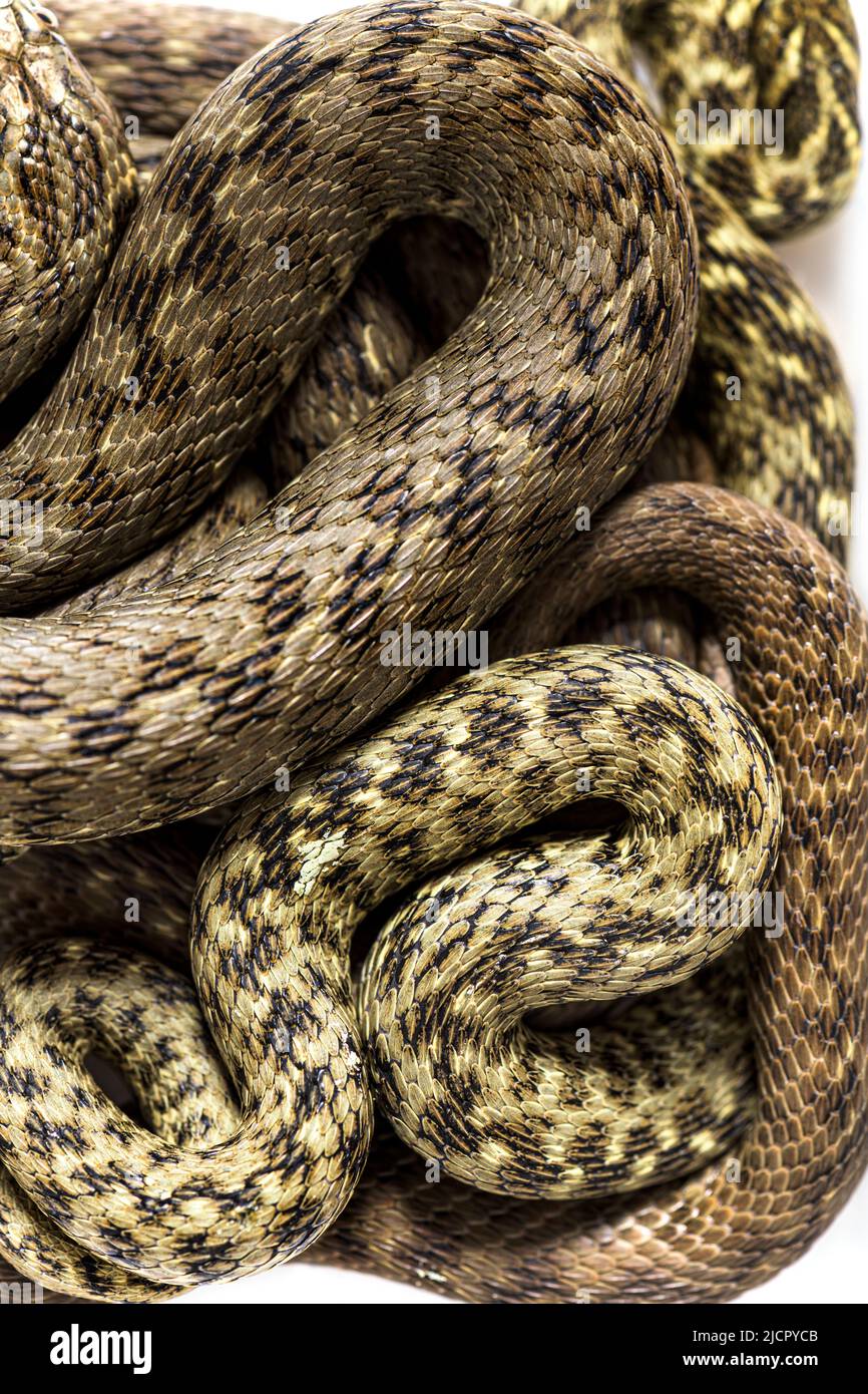 Vue de haut sur la peau de serpent d'eau Viperine, Natrix maura, serpent non venimeux et semi-aquatique, isolé sur blanc Banque D'Images