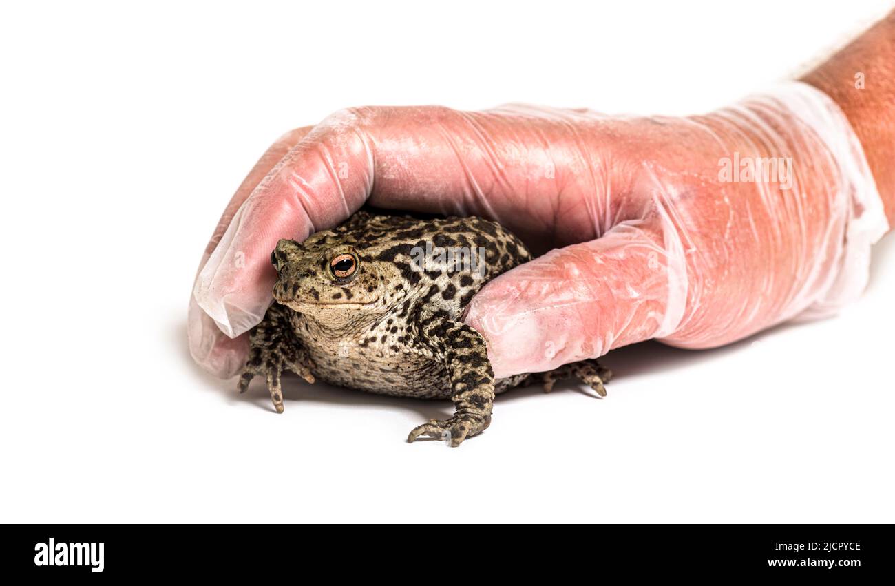 Gants humains attrapant le crapaud européen, Bufo bufo, Crapaud commun Banque D'Images