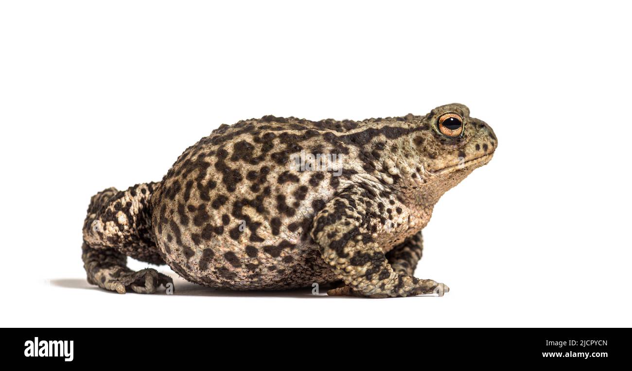 Vue latérale d'un crapaud européen commun, Bufo bufo, isolé sur blanc Banque D'Images