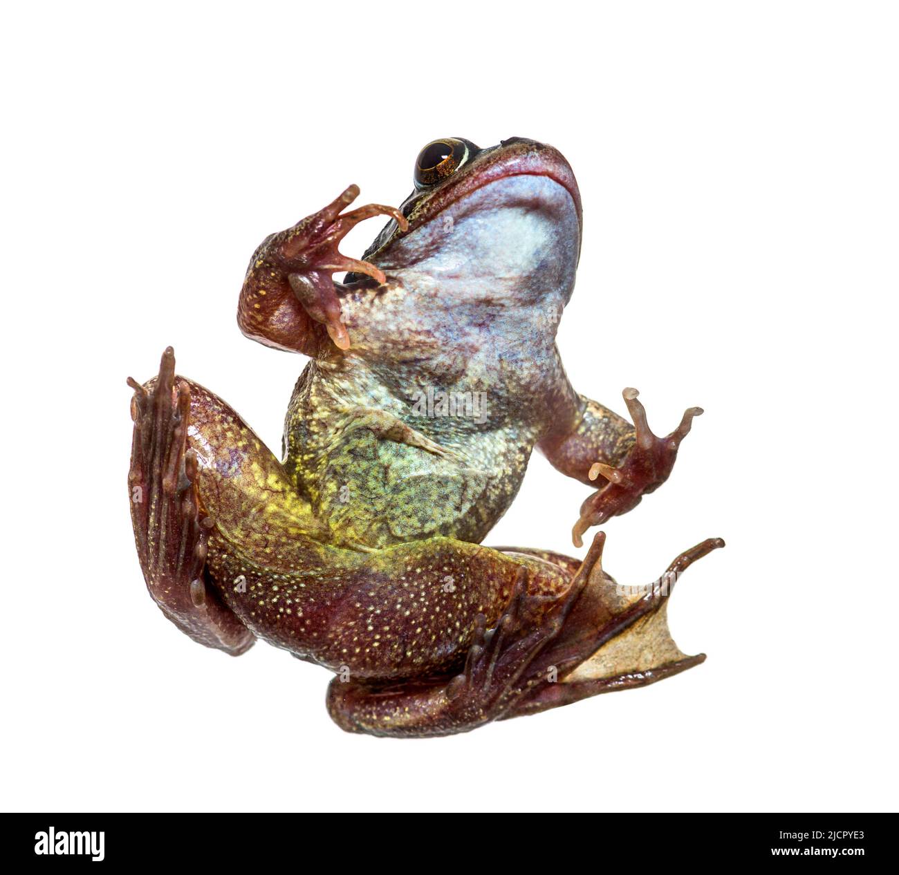 Ventre d'une grenouille commune européenne vue d'en dessous, Rana temporaria, isolé sur blanc Banque D'Images