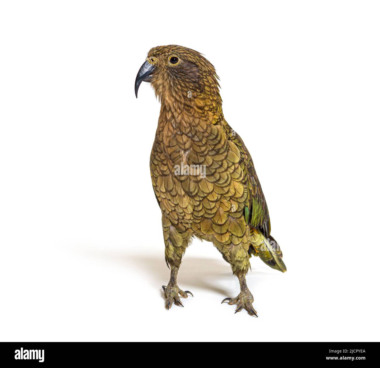 Kea, Nestor notabilis, ou perroquet alpin, debout devant un fond blanc Banque D'Images