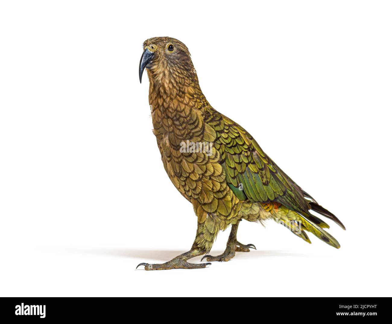 Kea, Nestor notabilis, ou perroquet alpin, debout devant un fond blanc Banque D'Images