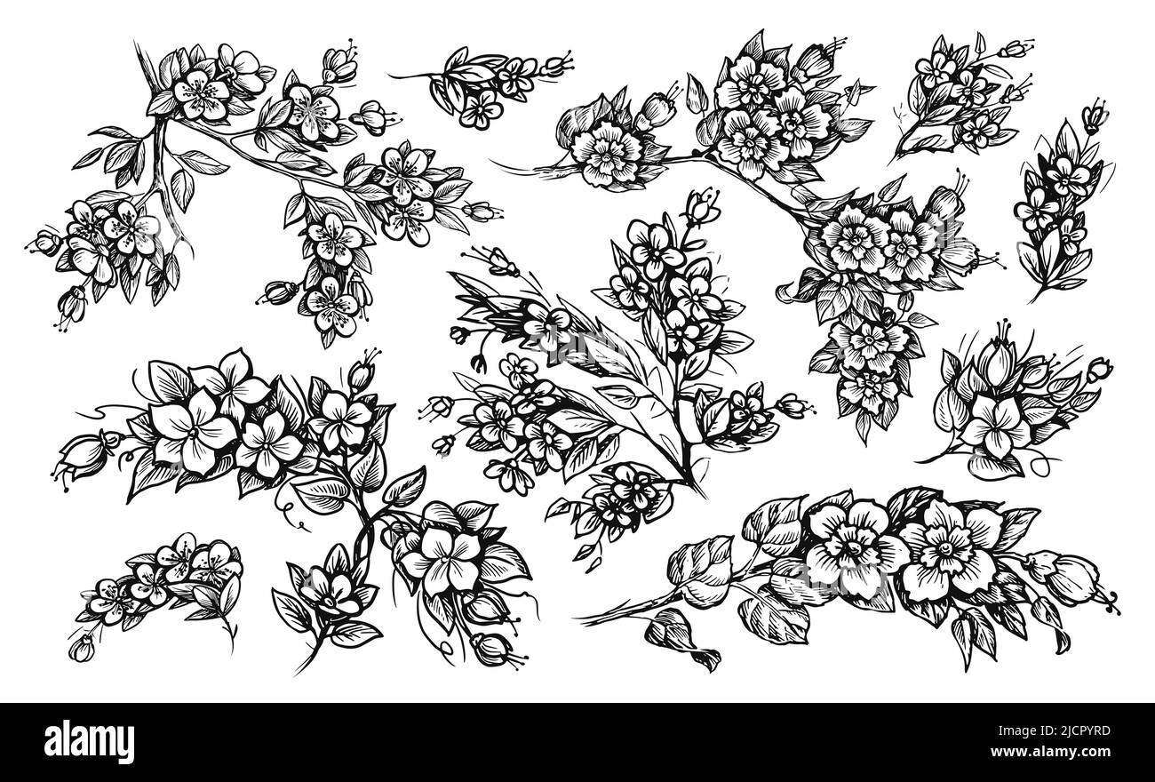 Esquisse de branches de fleurs dessinées à la main. Motif fleuri élégant pour un cadre élégant. Brindilles, feuillage et plantes à fleurs. Illustration vectorielle vintage Illustration de Vecteur