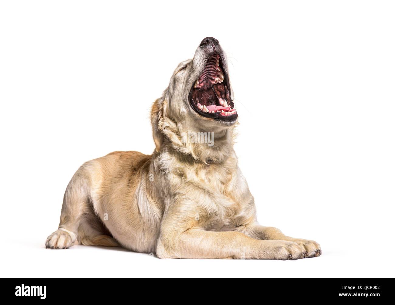 Golden Retriever chien bâillant, couché, isolé sur blanc Banque D'Images