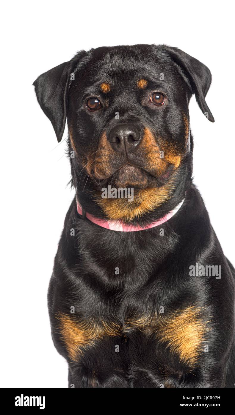 Portrait Rottweiler portant un collier de chien rose, isolé sur blanc Banque D'Images