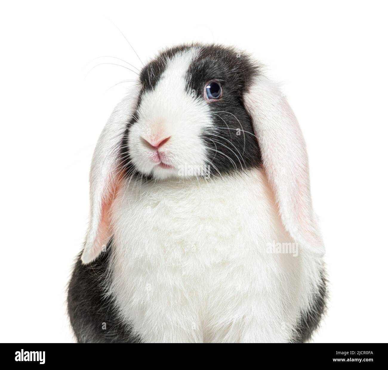 Portrait d'un lop noir et blanc lapin bleu à yeux, isolé Banque D'Images