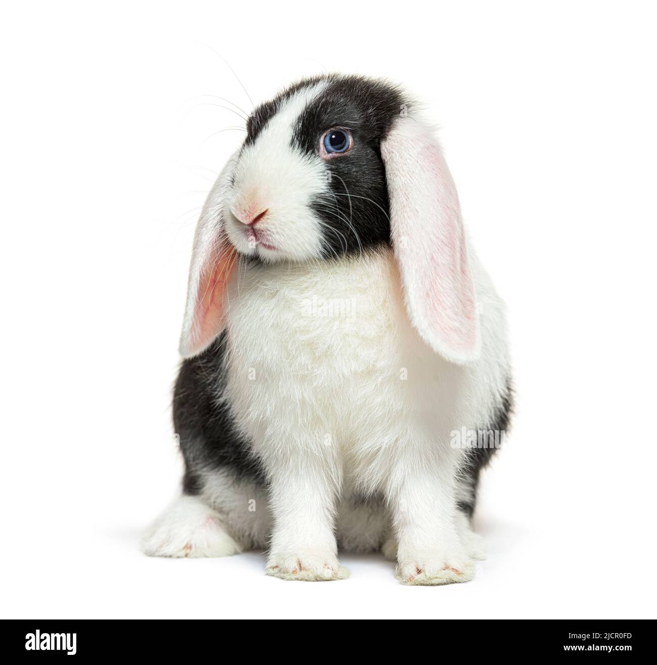 Lop noir et blanc, bleu lapin, à œil Banque D'Images