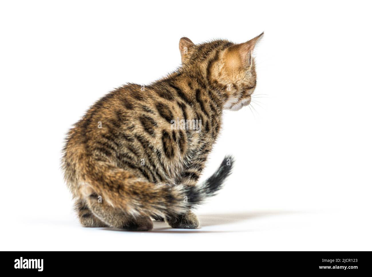 vue arrière d'un chaton bengale regardant en arrière, six semaines, isolé Banque D'Images