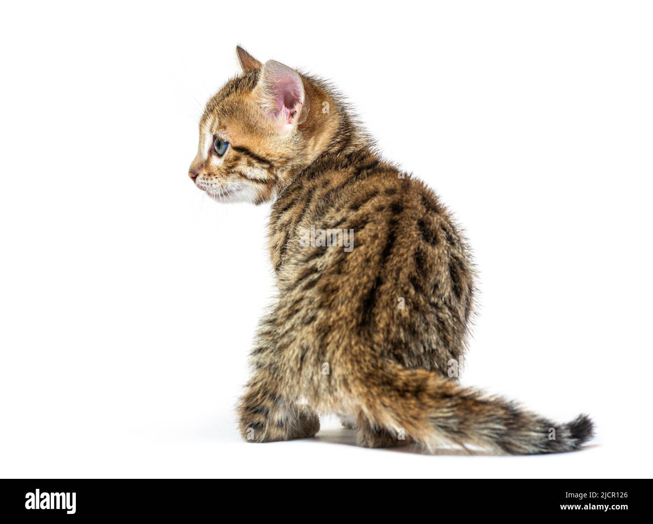 Vue arrière d'un chaton de chat bengale regardant en arrière, six semaines, isolé sur blanc Banque D'Images