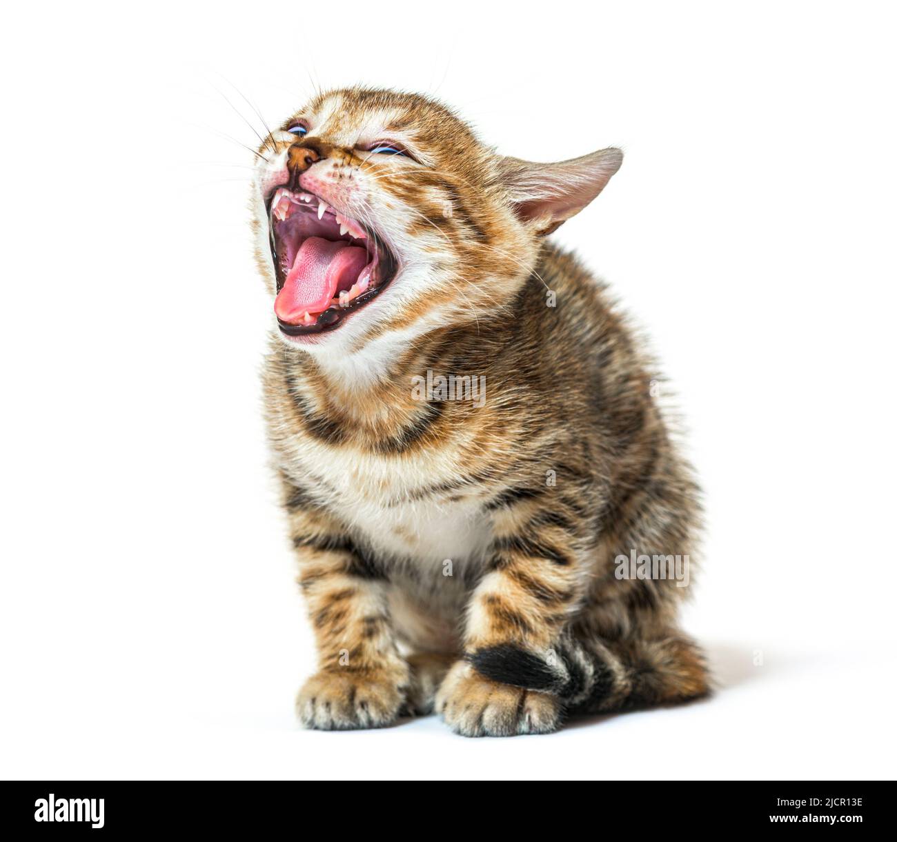 chatte bengale faisant un visage et montrant sa langue de rugosité, cinq semaines, isolé sur blanc Banque D'Images