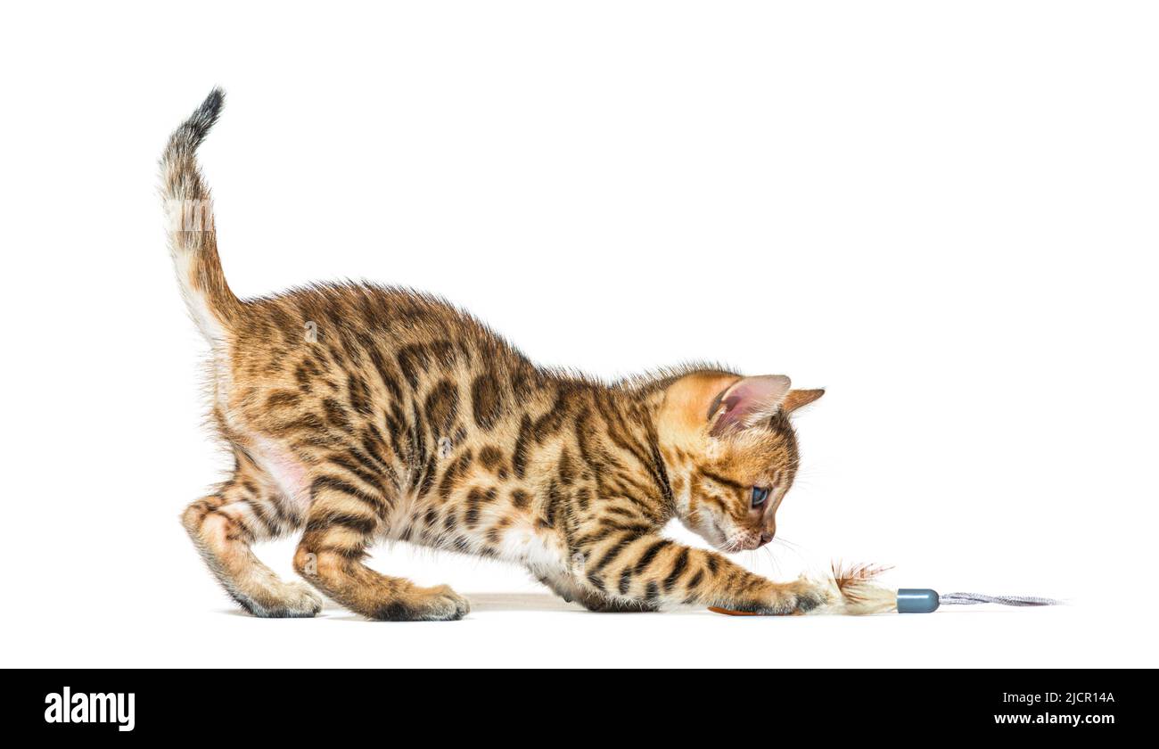 Chaton bengale de six semaines jouant avec des plumes jouet chat, isolé sur blanc Banque D'Images