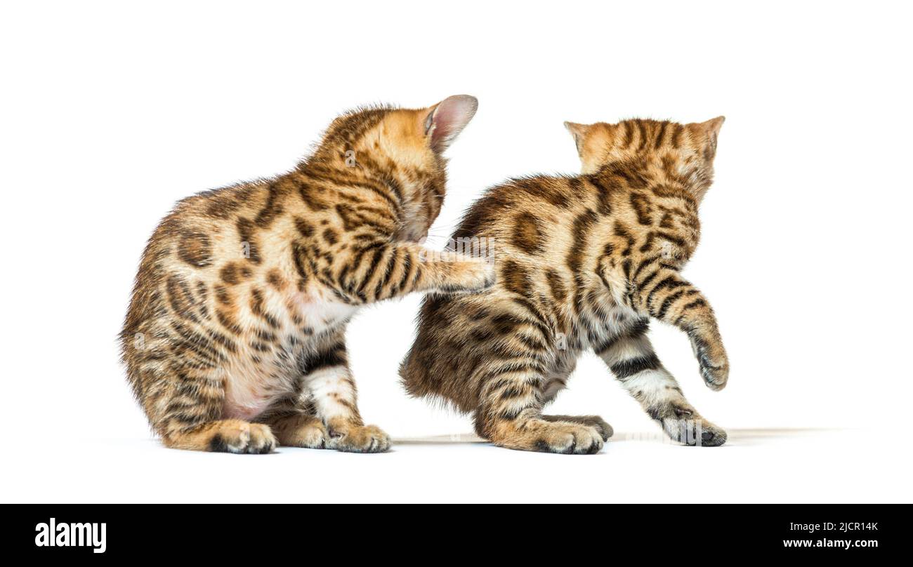 Deux chatons bengale qui jouent ensemble, âgés de six semaines, isolés sur du blanc Banque D'Images