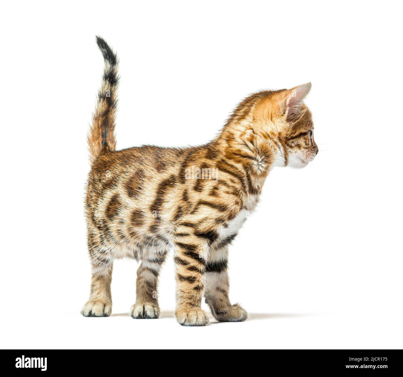 Chaton de chat Bengale regardant en arrière, six semaines, isolé sur blanc Banque D'Images