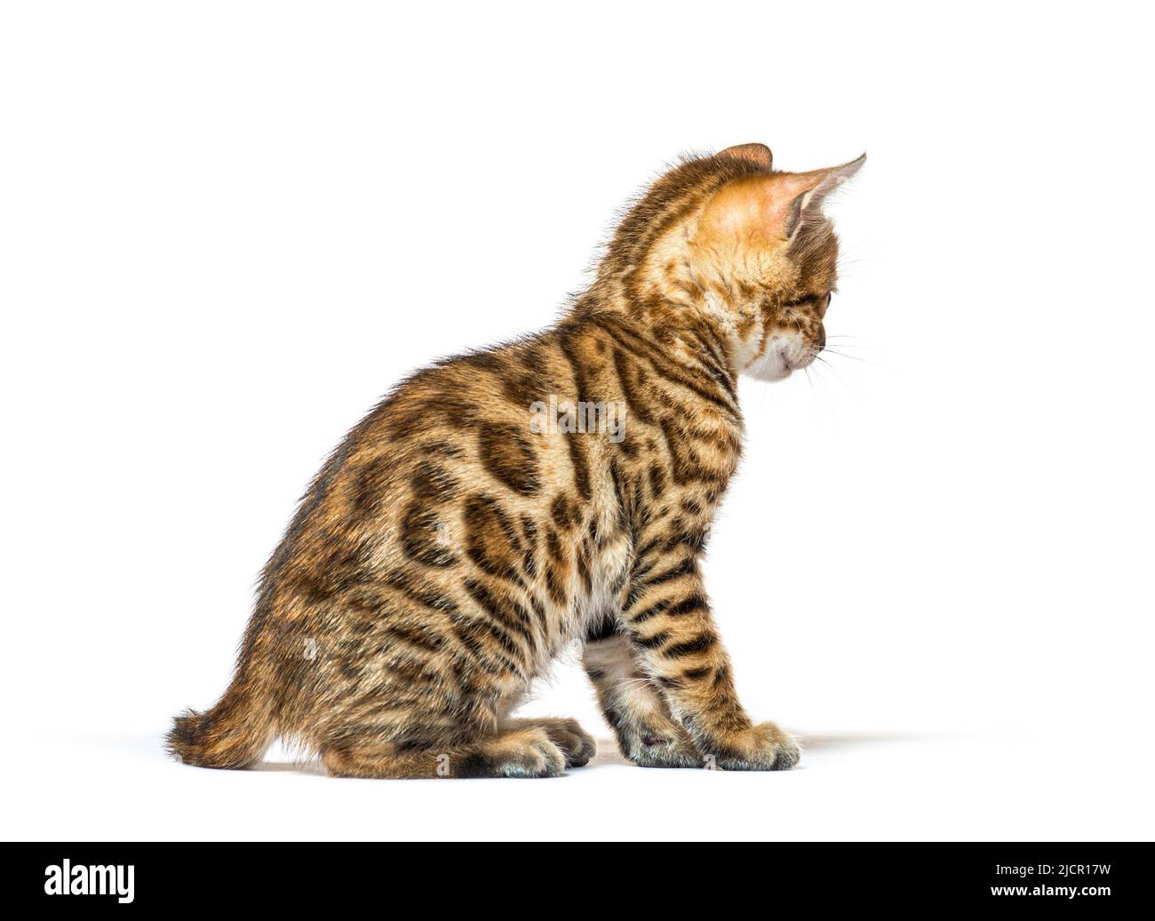 Vue arrière et latérale du chaton bengal, vieux de six semaines, isolé sur blanc Banque D'Images