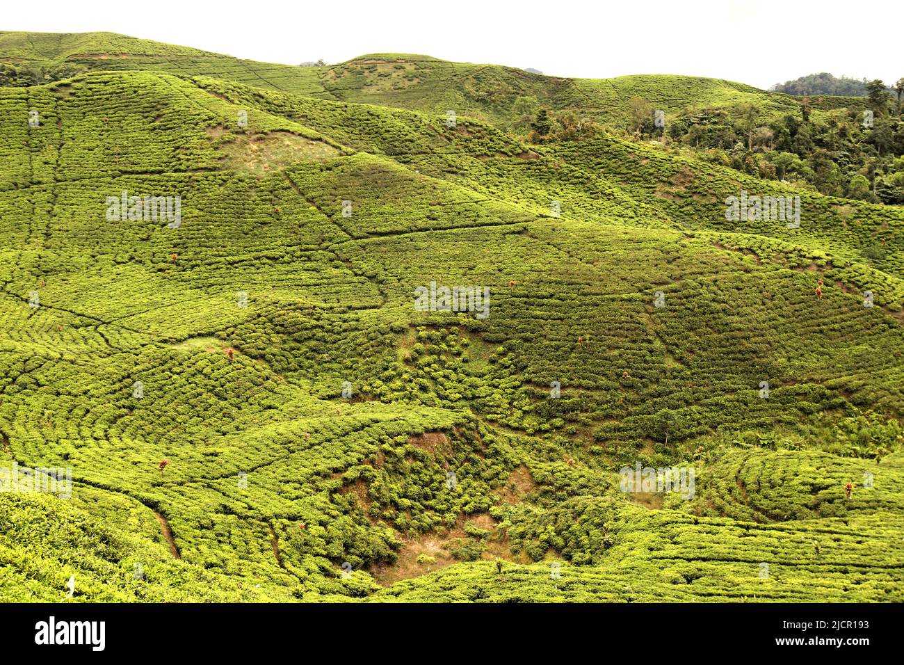 Parc national de gunung halimun Banque de photographies et d’images à ...