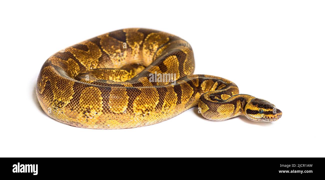 Python de compagnie Banque d'images détourées - Alamy