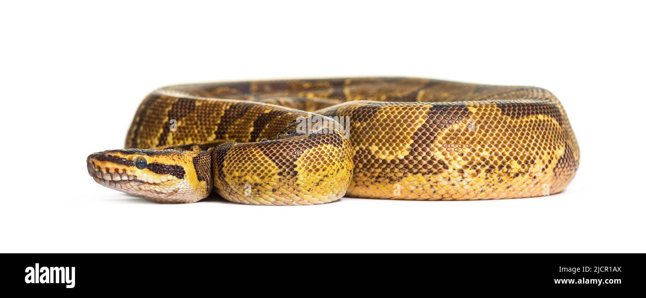 Python de balle, Python regius, isolé sur blanc Banque D'Images