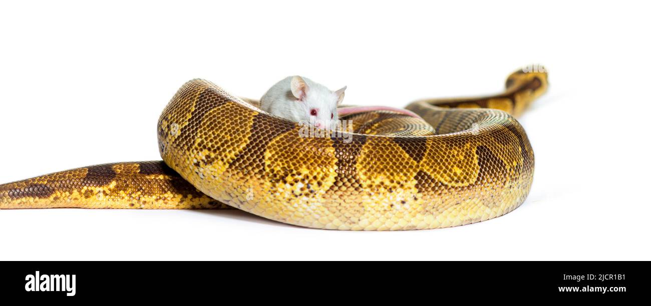 Python de balle jouant avec une souris blanche, Python regius, isolé Banque D'Images