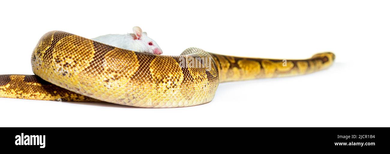Python de balle jouant avec une souris blanche, Python regius, isolé Banque D'Images