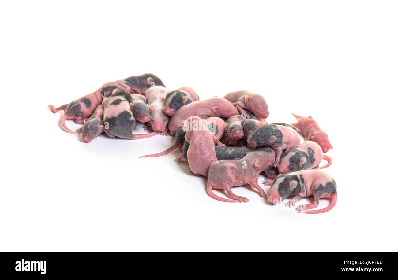 Nid de chiots de souris sans poils âgés de six jours, isolés sur du blanc Banque D'Images