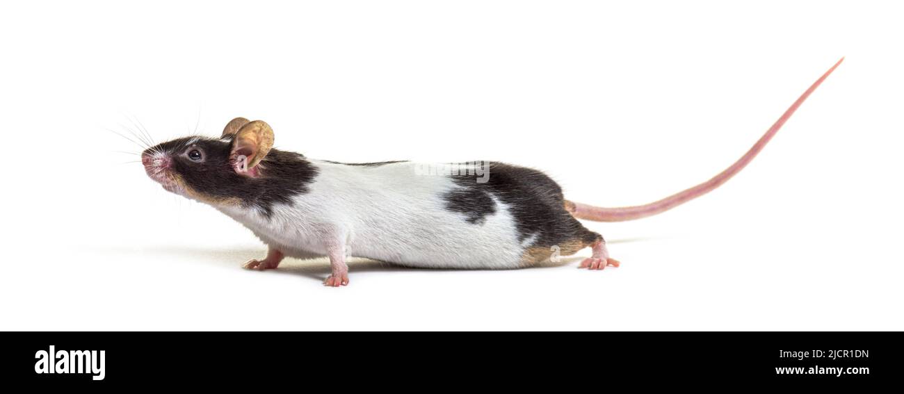 Vue latérale d'une souris noire et blanche - Mus musculus domestica, isolé sur blanc Banque D'Images