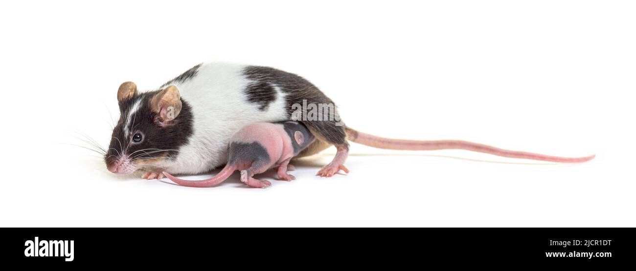 Mère souris suçant son chiot de six jours, bébé souris, isolé Banque D'Images