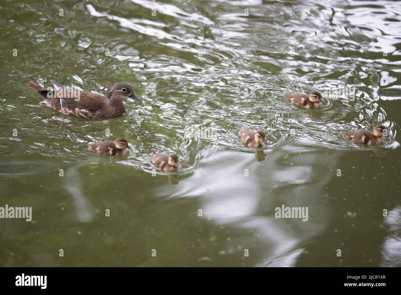 Harbin, province chinoise de Heilongjiang. 15th juin 2022. Les jeunes enfants des canetons mandarin nagent avec leur mère sur le lac du parc Zhaolin à Harbin, dans la province de Heilongjiang, au nord-est de la Chine, à 15 juin 2022. Grâce à l'amélioration de l'environnement écologique, le parc Zhaolin a adopté une augmentation constante du nombre de canards mandarin ces dernières années. Credit: Zhang Tao/Xinhua/Alay Live News Banque D'Images