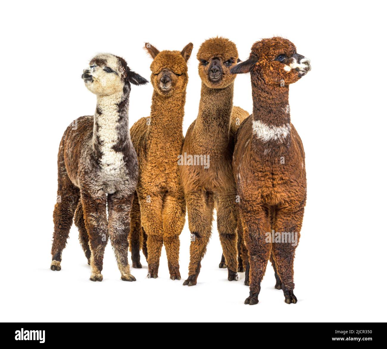 Groupe de plusieurs couleurs différentes alpaga dans une rangée - Lama pacos Banque D'Images