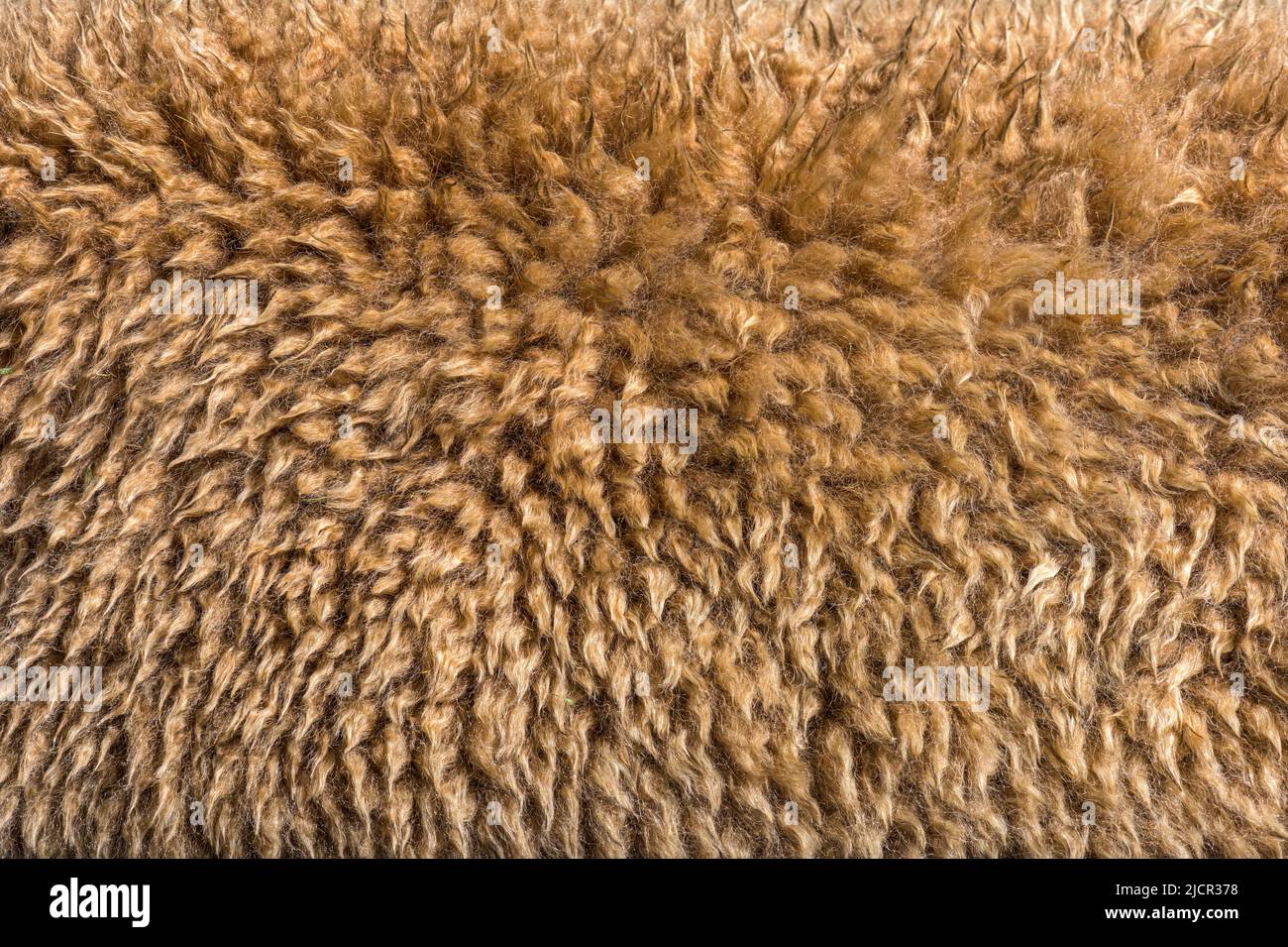 Gros plan sur le faon foncé alpaga laine ou fibre - Lama pacos Banque D'Images
