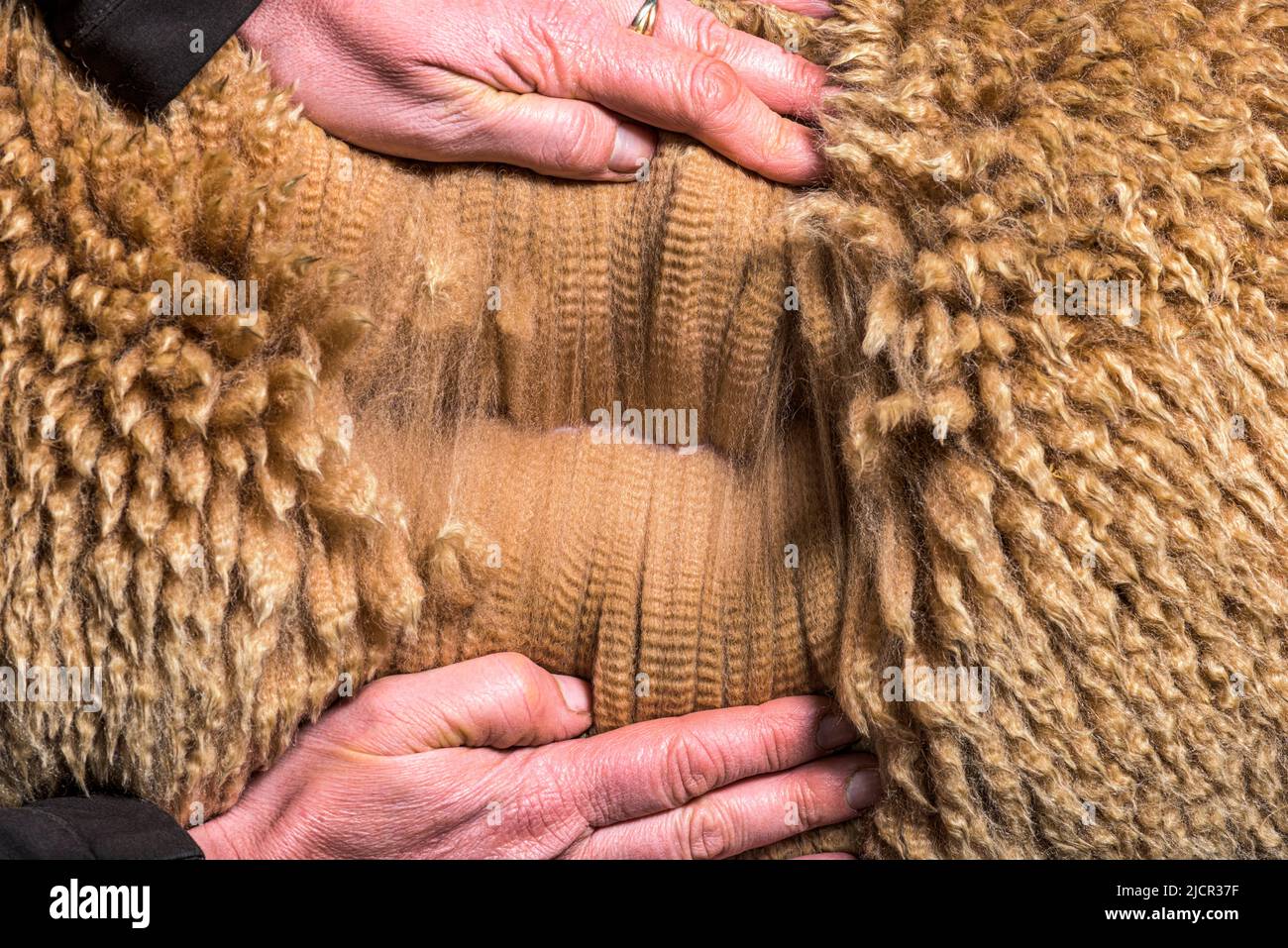 Main propagation fauve foncé alpaga laine ou fibre - Lama pacos Banque D'Images