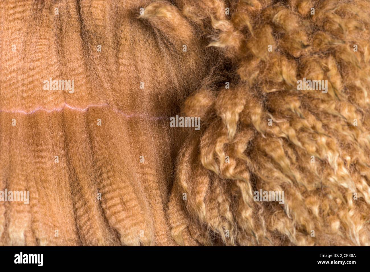 Gros plan de la propagation de la laine ou de la fibre d'alpaga de fauve foncée - Lama pacos Banque D'Images