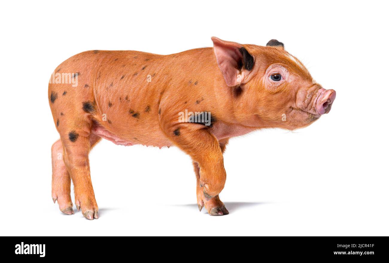 Jeune cochon debout prêt à marcher en regardant la caméra (mixedbreed), isolé Banque D'Images