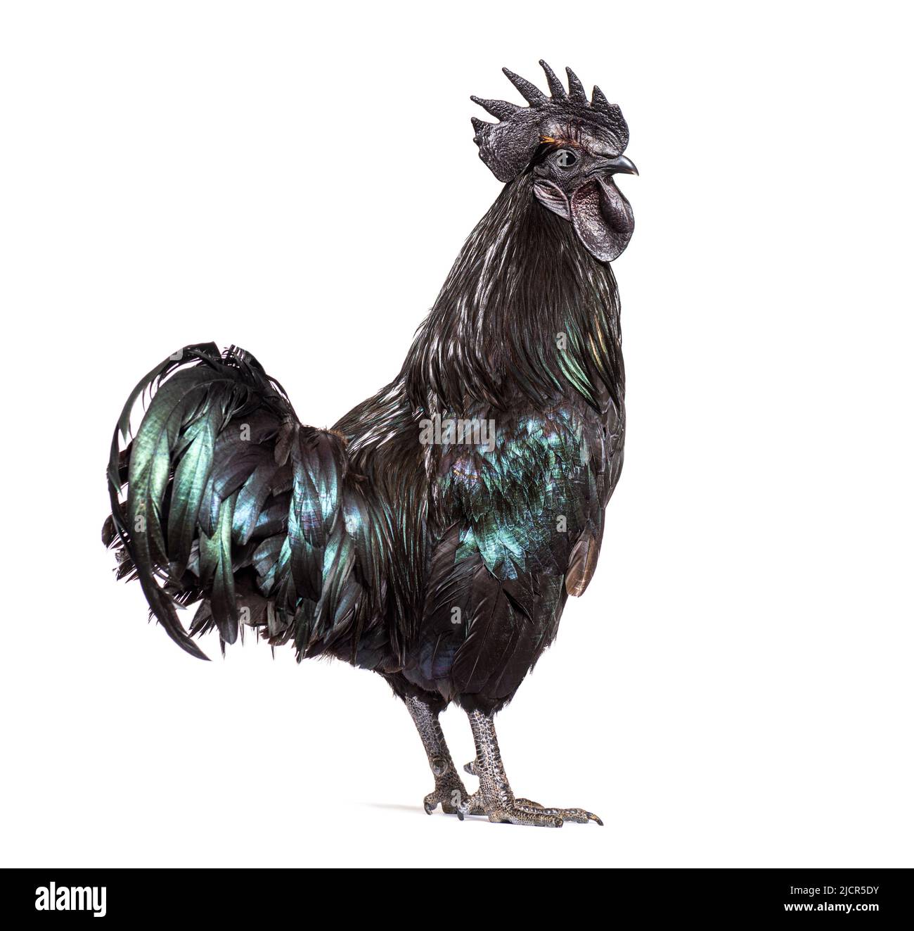 Vue en profil d'un coq Ayam Cemani, poulet, isolé sur blanc Banque D'Images